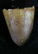 Cretaceous Fossil Crocodile Tooth - Morocco #25957-1